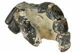 Fossil Mud Lobster (Thalassina) - Australia #109299-2